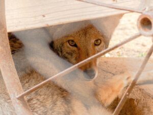 Photo of a wolf hidden among some wooden things, with menacing eyes staring.