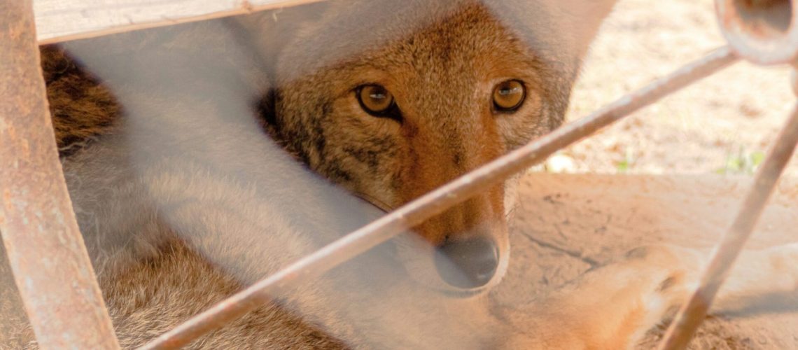 Photo of a wolf hidden among some wooden things, with menacing eyes staring.